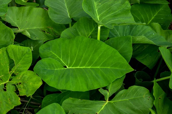 Folha Taro Verde Escuro Espécie Colocasia Planta Folhagem Tropical Isolada — Fotografia de Stock