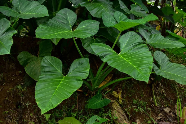 Folha Taro Verde Escuro Espécie Colocasia Planta Folhagem Tropical Isolada — Fotografia de Stock