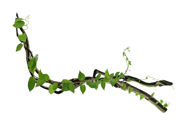 Köklerinde dairesel sarmaşık var. Çalı üzümü ya da üç yapraklı yabani asma cayratia (Cayratia trifolia) liana sarmaşık bitkisi çalısı, doğa çerçevesi orman sınırı, kırpma yolu dahil olmak üzere beyaz arka planda izole. Çiçek Tasarımı. HD Resim ve Büyük Çözünürlük. c