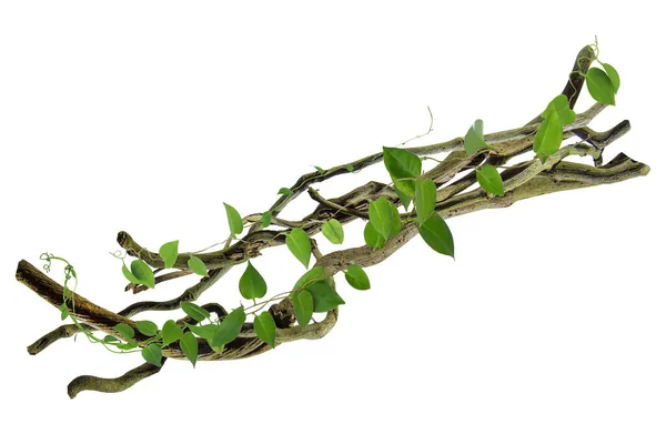 Köklerinde dairesel sarmaşık var. Çalı üzümü ya da üç yapraklı yabani asma cayratia (Cayratia trifolia) liana sarmaşık bitkisi çalısı, doğa çerçevesi orman sınırı, kırpma yolu dahil olmak üzere beyaz arka planda izole. Çiçek Tasarımı. HD Resim ve Büyük Çözünürlük. c