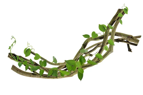 Köklerinde dairesel sarmaşık var. Çalı üzümü ya da üç yapraklı yabani asma cayratia (Cayratia trifolia) liana sarmaşık bitkisi çalısı, doğa çerçevesi orman sınırı, kırpma yolu dahil olmak üzere beyaz arka planda izole. Çiçek Tasarımı. HD Resim ve Büyük Çözünürlük. c