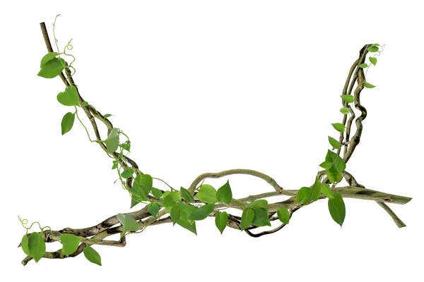 Köklerinde dairesel sarmaşık var. Çalı üzümü ya da üç yapraklı yabani asma cayratia (Cayratia trifolia) liana sarmaşık bitkisi çalısı, doğa çerçevesi orman sınırı, kırpma yolu dahil olmak üzere beyaz arka planda izole. Çiçek Tasarımı. HD Resim ve Büyük Çözünürlük. c