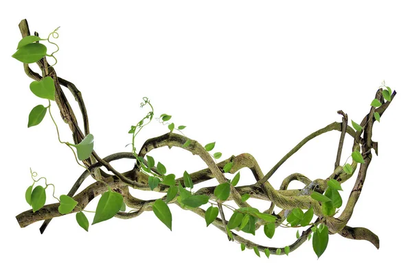 Köklerinde dairesel sarmaşık var. Çalı üzümü ya da üç yapraklı yabani asma cayratia (Cayratia trifolia) liana sarmaşık bitkisi çalısı, doğa çerçevesi orman sınırı, kırpma yolu dahil olmak üzere beyaz arka planda izole. Çiçek Tasarımı. HD Resim ve Büyük Çözünürlük. c