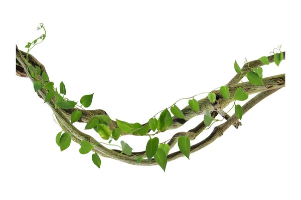 Köklerinde dairesel sarmaşık var. Çalı üzümü ya da üç yapraklı yabani asma cayratia (Cayratia trifolia) liana sarmaşık bitkisi çalısı, doğa çerçevesi orman sınırı, kırpma yolu dahil olmak üzere beyaz arka planda izole. Çiçek Tasarımı. HD Resim ve Büyük Çözünürlük. c