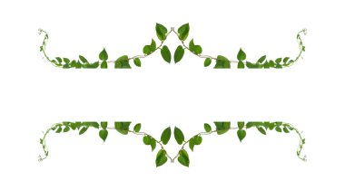 Çiçek Tasarımı. Kırpılmış orman sarmaşıkları kalp şeklinde yeşil yapraklı liana bitkisi beyaz arka planda izole, kırpma yolu dahil.