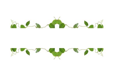 Çiçek Tasarımı. Kırpılmış orman sarmaşıkları kalp şeklinde yeşil yapraklı liana bitkisi beyaz arka planda izole, kırpma yolu dahil.