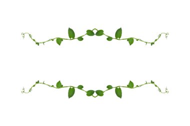 Çiçek Tasarımı. Kırpılmış orman sarmaşıkları kalp şeklinde yeşil yapraklı liana bitkisi beyaz arka planda izole, kırpma yolu dahil.