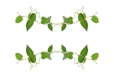 Çiçek Tasarımı. Kırpılmış orman sarmaşıkları kalp şeklinde yeşil yapraklı liana bitkisi beyaz arka planda izole, kırpma yolu dahil.