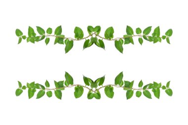 Çiçek Tasarımı. Kırpılmış orman sarmaşıkları kalp şeklinde yeşil yapraklı liana bitkisi beyaz arka planda izole, kırpma yolu dahil.