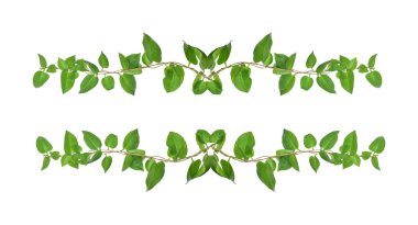 Çiçek Tasarımı. Kırpılmış orman sarmaşıkları kalp şeklinde yeşil yapraklı liana bitkisi beyaz arka planda izole, kırpma yolu dahil.