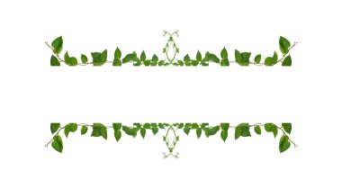 Çiçek Tasarımı. Kırpılmış orman sarmaşıkları kalp şeklinde yeşil yapraklı liana bitkisi beyaz arka planda izole, kırpma yolu dahil.