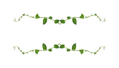 Çiçek Tasarımı. Kırpılmış orman sarmaşıkları kalp şeklinde yeşil yapraklı liana bitkisi beyaz arka planda izole, kırpma yolu dahil.