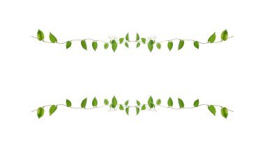 Çiçek Tasarımı. Kırpılmış orman sarmaşıkları kalp şeklinde yeşil yapraklı liana bitkisi beyaz arka planda izole, kırpma yolu dahil.