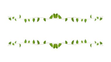 Çiçek Tasarımı. Kırpılmış orman sarmaşıkları kalp şeklinde yeşil yapraklı liana bitkisi beyaz arka planda izole, kırpma yolu dahil.