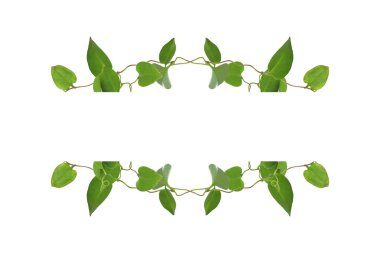 Çiçek Tasarımı. Kırpılmış orman sarmaşıkları kalp şeklinde yeşil yapraklı liana bitkisi beyaz arka planda izole, kırpma yolu dahil.