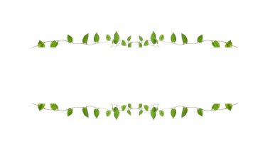 Çiçek Tasarımı. Kırpılmış orman sarmaşıkları kalp şeklinde yeşil yapraklı liana bitkisi beyaz arka planda izole, kırpma yolu dahil.