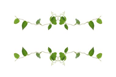 Çiçek Tasarımı. Kırpılmış orman sarmaşıkları kalp şeklinde yeşil yapraklı liana bitkisi beyaz arka planda izole, kırpma yolu dahil.