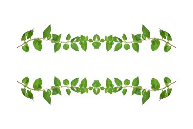 Çiçek Tasarımı. Kırpılmış orman sarmaşıkları kalp şeklinde yeşil yapraklı liana bitkisi beyaz arka planda izole, kırpma yolu dahil.