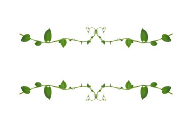 Çiçek Tasarımı. Kırpılmış orman sarmaşıkları kalp şeklinde yeşil yapraklı liana bitkisi beyaz arka planda izole, kırpma yolu dahil.
