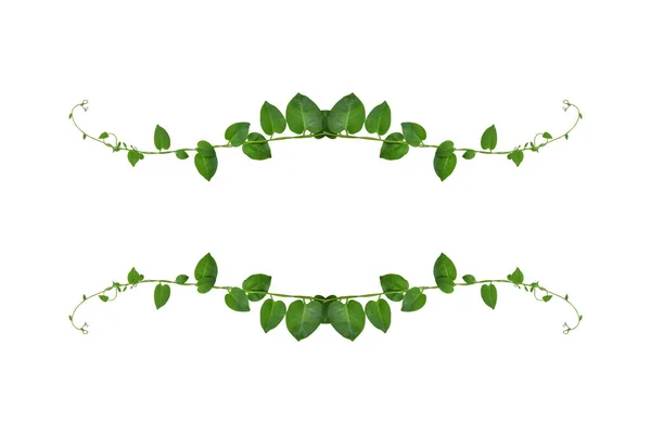 Floral Desaign Twisted Jungle Vines Liana Plant Heart Shaped Green — Stock Photo, Image