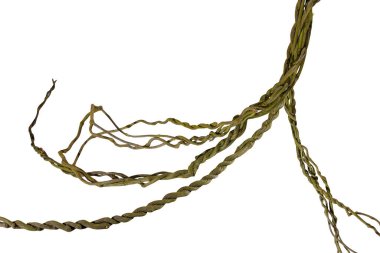 Asma kökleri (Cayratia trifolia) liana sarmaşık bitkisi çalılığı, doğa çerçevesi orman sınırı, kesme yolu dahil olmak üzere beyaz arka planda izole. Çiçek Tasarımı. HD Resim ve Büyük Çözünürlük. Duvar kağıdı olarak kullanılabilir