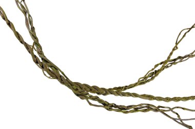 Asma kökleri (Cayratia trifolia) liana sarmaşık bitkisi çalılığı, doğa çerçevesi orman sınırı, kesme yolu dahil olmak üzere beyaz arka planda izole. Çiçek Tasarımı. HD Resim ve Büyük Çözünürlük. Duvar kağıdı olarak kullanılabilir