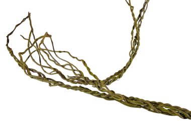 Asma kökleri (Cayratia trifolia) liana sarmaşık bitkisi çalılığı, doğa çerçevesi orman sınırı, kesme yolu dahil olmak üzere beyaz arka planda izole. Çiçek Tasarımı. HD Resim ve Büyük Çözünürlük. Duvar kağıdı olarak kullanılabilir
