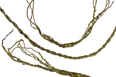Asma kökleri (Cayratia trifolia) liana sarmaşık bitkisi çalılığı, doğa çerçevesi orman sınırı, kesme yolu dahil olmak üzere beyaz arka planda izole. Çiçek Tasarımı. HD Resim ve Büyük Çözünürlük. Duvar kağıdı olarak kullanılabilir