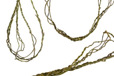 Asma kökleri (Cayratia trifolia) liana sarmaşık bitkisi çalılığı, doğa çerçevesi orman sınırı, kesme yolu dahil olmak üzere beyaz arka planda izole. Çiçek Tasarımı. HD Resim ve Büyük Çözünürlük. Duvar kağıdı olarak kullanılabilir