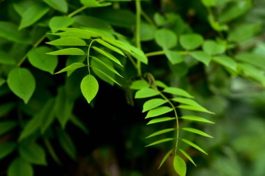 Tropikal orman yaprakları bu yılın renk tonu trendi, eski renk, yeni bir yaz konsepti, kopyalama alanı
