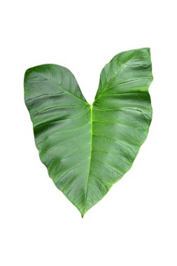 Beyaz arka planda izole edilmiş tropikal yaprak bitkisi Fil kulağı veya taro (Colocasia türleri) yeşil yaprakları içerir.,