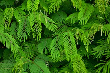 Tropikal orman yaprakları bu yılın renk tonu trendi, eski renk, yeni bir yaz konsepti, kopyalama alanı