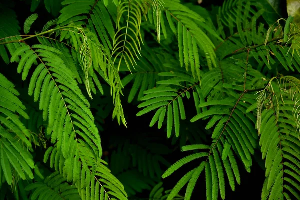 Тропические Листья Леса Цветовым Тоном Этом Году Тенденция Винтажный Цвет — стоковое фото