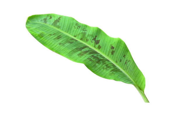 Зеленые Банановые Листья Уникальными Мотивами Выделенные Белом Фоне — стоковое фото