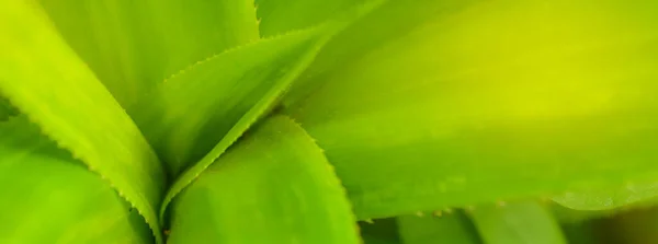 Frische Grüne Pandanablätter Mit Kopierraum Verschwommener Bokeh Und Sonnenscheinhintergrund Einem — Stockfoto
