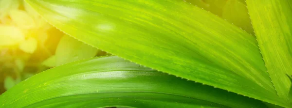 Frische Grüne Pandanablätter Mit Kopierraum Verschwommener Bokeh Und Sonnenscheinhintergrund Einem — Stockfoto