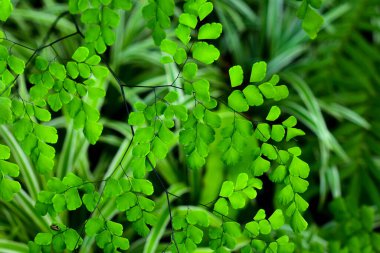 Tropik eğreltiotu yaprağı dokusu, geniş palmiye yaprakları koyu yeşil arka plan.