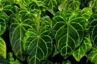 Tropikal fil kulağı yaprağı dokusu, geniş palmiye yaprakları koyu yeşil arka plan.