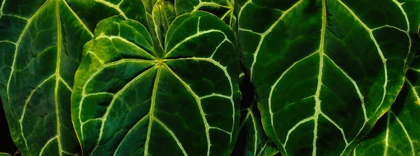 Hojas Tropicales Follaje Verde Oscuro Fondo Naturaleza Abstracta —  Fotos de Stock