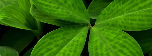 Hojas Tropicales Follaje Verde Oscuro Fondo Naturaleza Abstracta —  Fotos de Stock