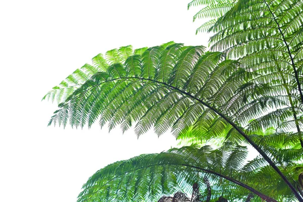 青空と白い雲を背景に熱帯雨林には巨大なシダの木がたくさんあります 背景や壁紙として使えます — ストック写真