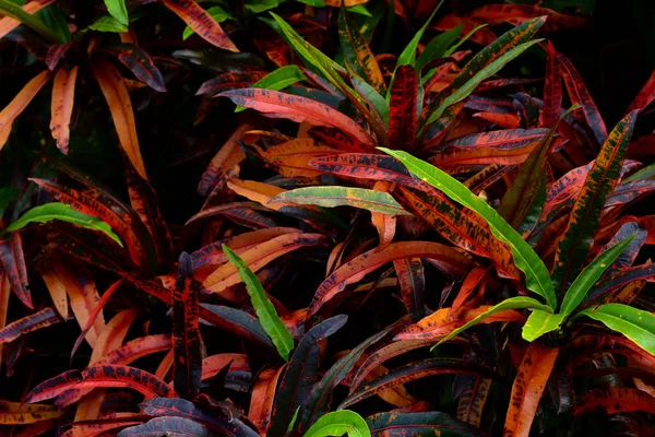 热带叶 深绿色叶 抽象的自然背景 — 图库照片