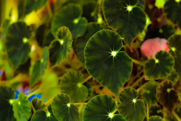 Tropical Elephant Ears Leaf Texture Large Palm Foliage Nature Dark — Stock Photo, Image