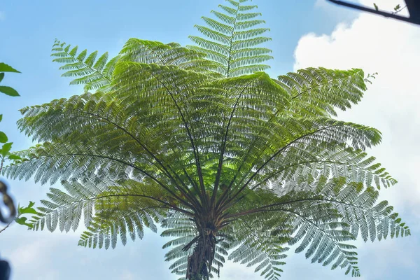 Many Giant Fern Trees Tropical Rain Forest Background Blue Sky — Stock Photo, Image