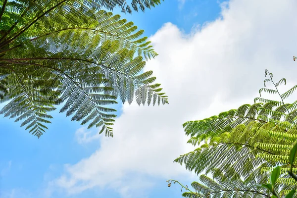 Beaucoup Fougères Géantes Dans Une Forêt Tropicale Humide Avec Fond — Photo