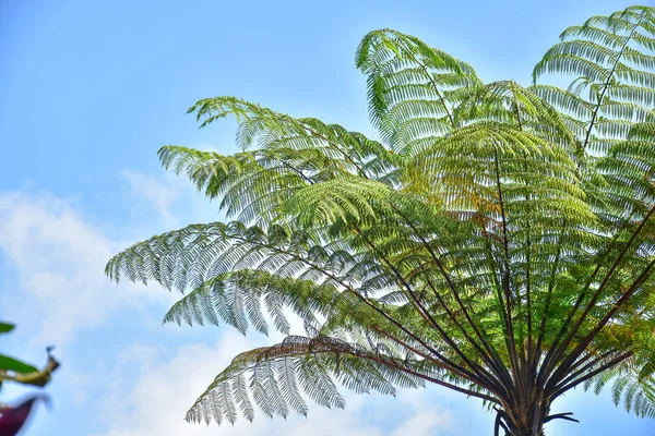 Tropikal Yağmur Ormanlarında Arka Planda Mavi Gökyüzü Beyaz Bulutlar Olan — Stok fotoğraf
