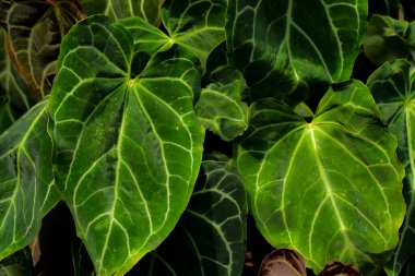 Tropikal fil kulağı yaprağı dokusu, geniş palmiye yaprakları koyu yeşil arka plan.