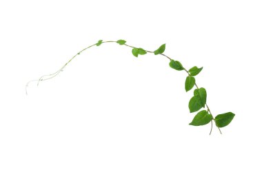 Kalp şeklinde yeşil yapraklar tırmanan sarmaşık sarmaşıkları (Telosma kordata) sarmaşık sarmaşığı sarmaşık sarmaşığı beyaz arka planda yalıtılmış yabani orman bitkisi, kırpma yolu dahil.
