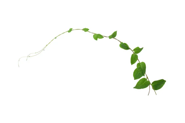 Kalp şeklinde yeşil yapraklar tırmanan sarmaşık sarmaşıkları (Telosma kordata) sarmaşık sarmaşığı sarmaşık sarmaşığı beyaz arka planda yalıtılmış yabani orman bitkisi, kırpma yolu dahil.