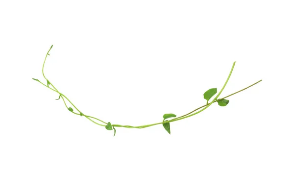 Herzförmige Grüne Blätter Klettern Weinreben Efeu Der Schlingpflanze Telosma Cordata — Stockfoto